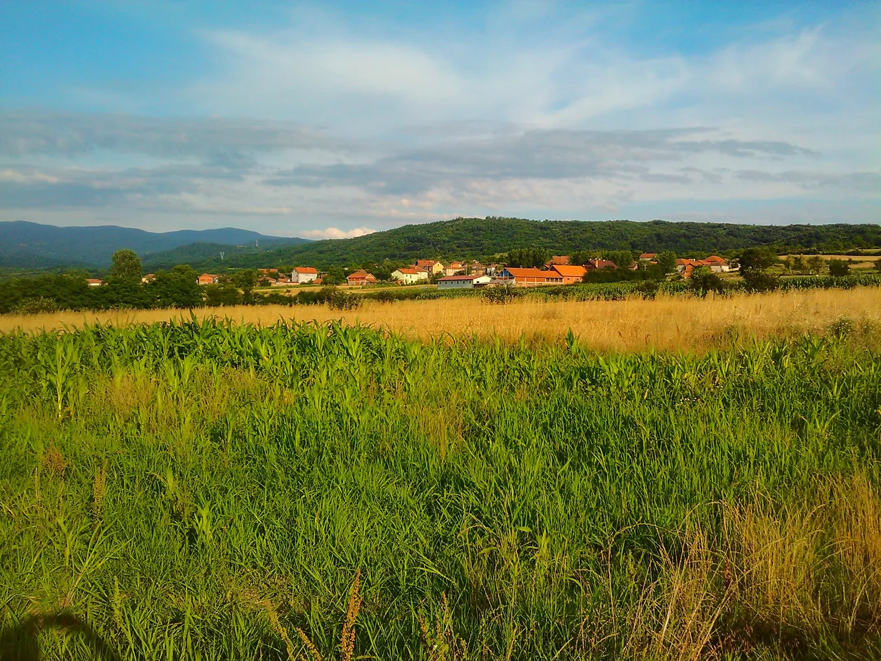 Ladovica