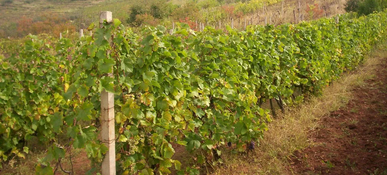 Vlasotinačko vinogorje