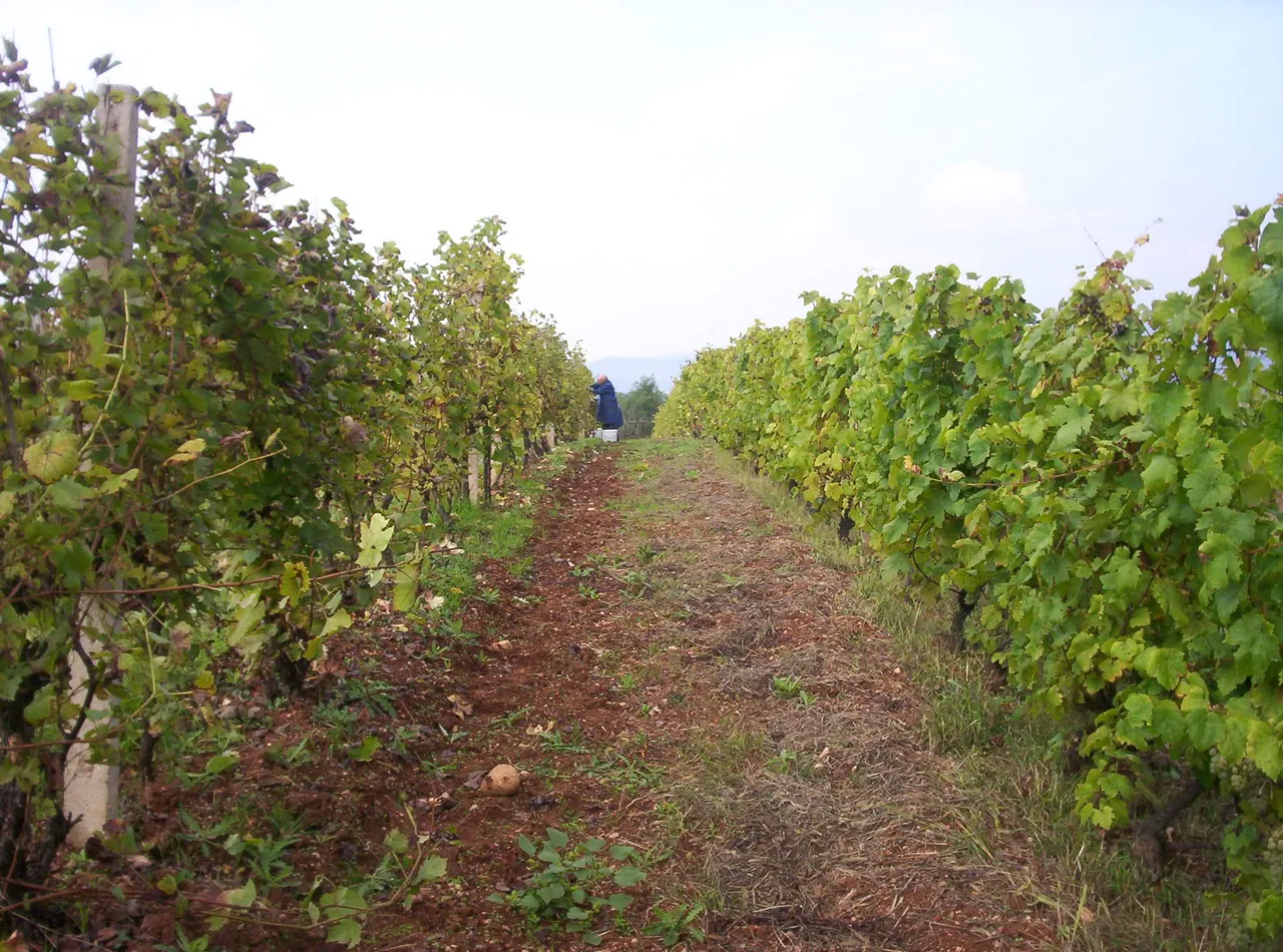 Redovi vinove loze