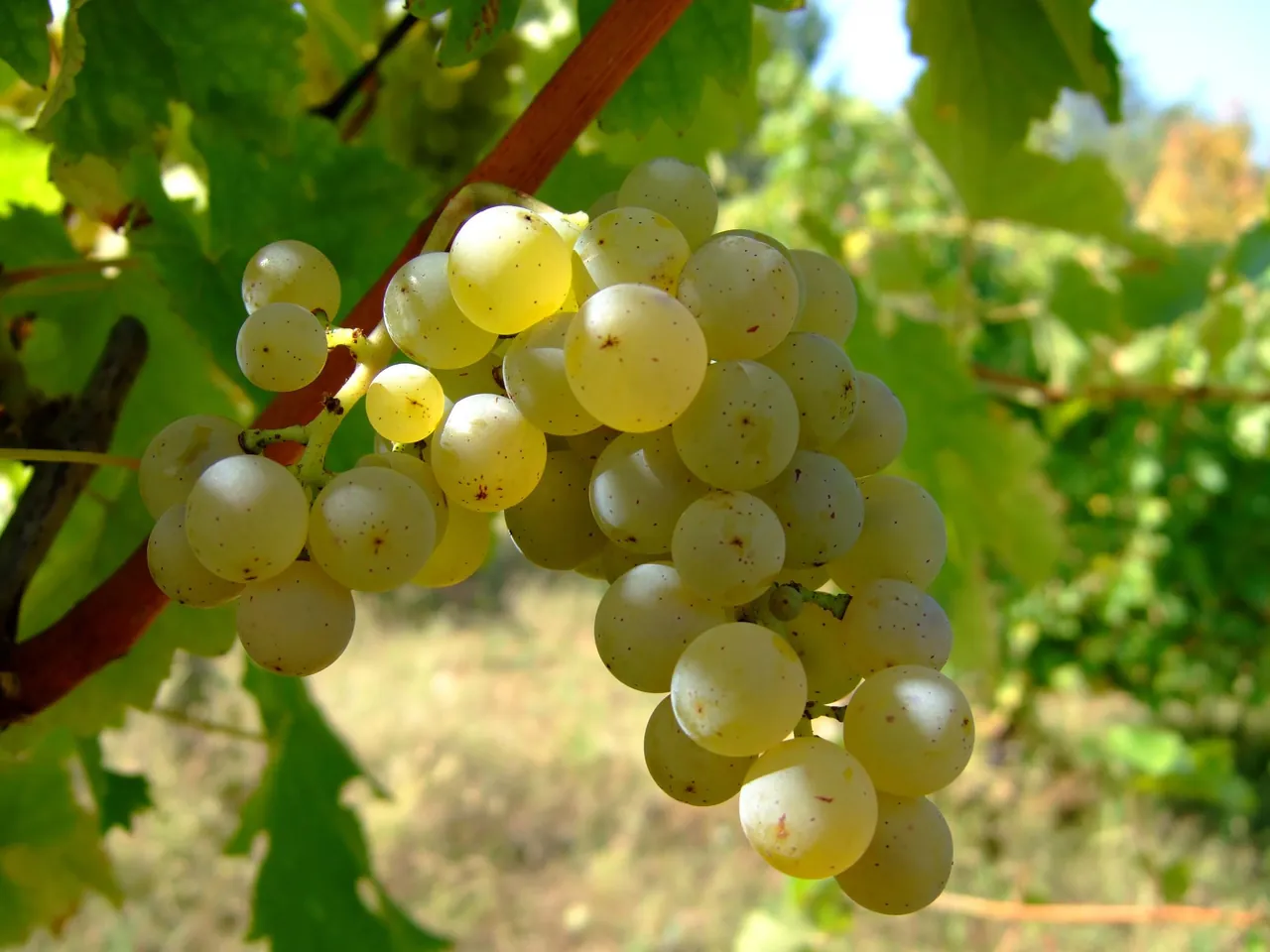 Sovinjon blan u vlasotinačkom vinogorju